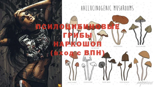 дмт Бородино